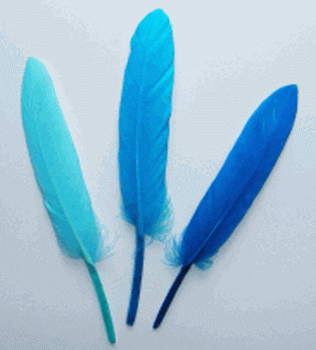 Turquoise Cosse Duck Feathers - Bulk lb OUT OF STOCK