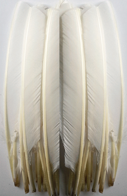 Bulk-Turkey-Pointer-Feathers