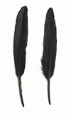 Craft-Feathers-Duck-Feathers-Duck-Pointers