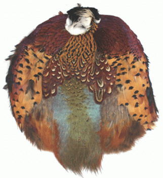 Ringneck Pheasant Pelt