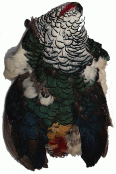Lady Amherst Pheasant Pelt