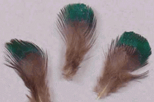 Bulk Feathers - Tiny Ringneck Pheasant - Mini Pkg