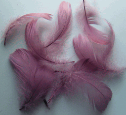 Rose Goose Coquille Craft Feathers - Mini Pkg