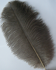 large feathers for sale