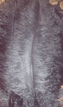 Black Large Ostrich Femina Feathers - 25pc