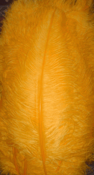 Gold Large Ostrich Femina Feathers - 25pc
