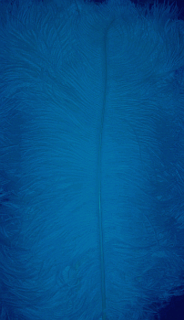 Turquoise Ostrich Femina Feathers - 25pc