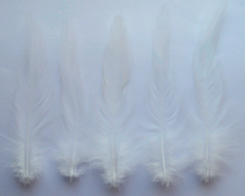 White Rooster Hackle Craft Feathers - Mini Pkg