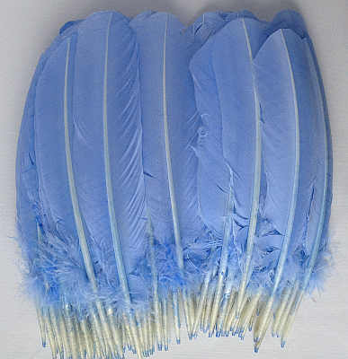 Light Blue Quill Turkey Feathers - Bulk Mixed lb