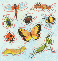 Bug-Stickers-Insect-Stickers
