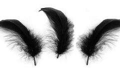 Black Nagoire Feathers