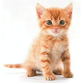 Cute kitten