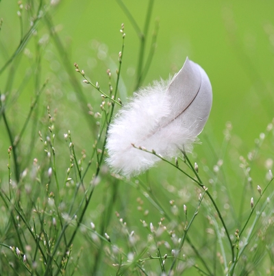 Feather down fil power